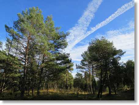 Wolfratshauser Forst